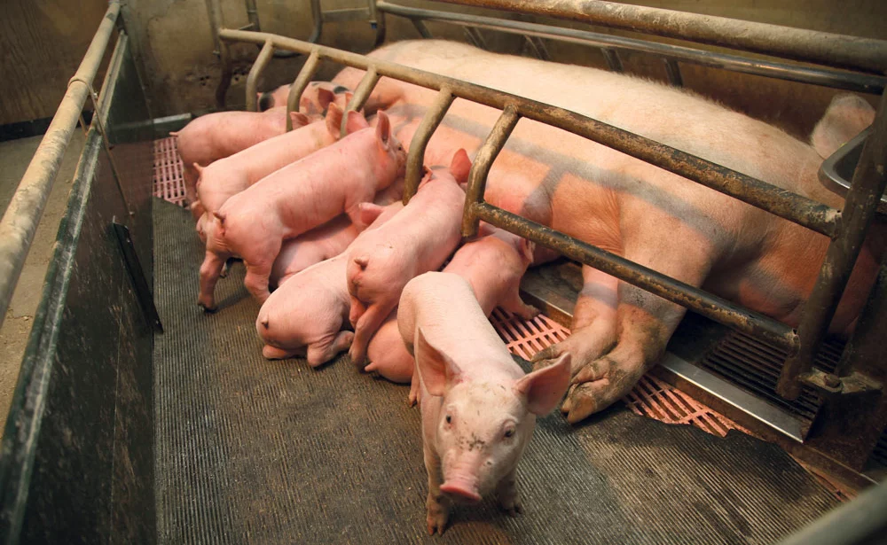 baisse-depense-sante-porc - Illustration Baisse des dépenses de santé en porc