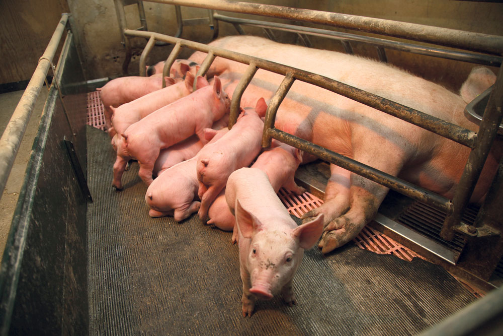baisse-depense-sante-porc - Illustration Baisse des dépenses de santé en porc