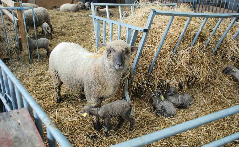 batiment-ventilation-ovin - Illustration Ovin : des bâtiments bien ventilés pour des animaux en bonne santé