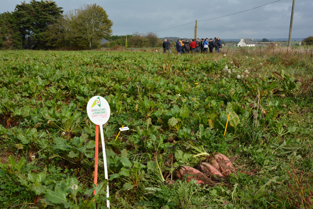 betterave-fourragere - Illustration La betterave, concentré d’énergie