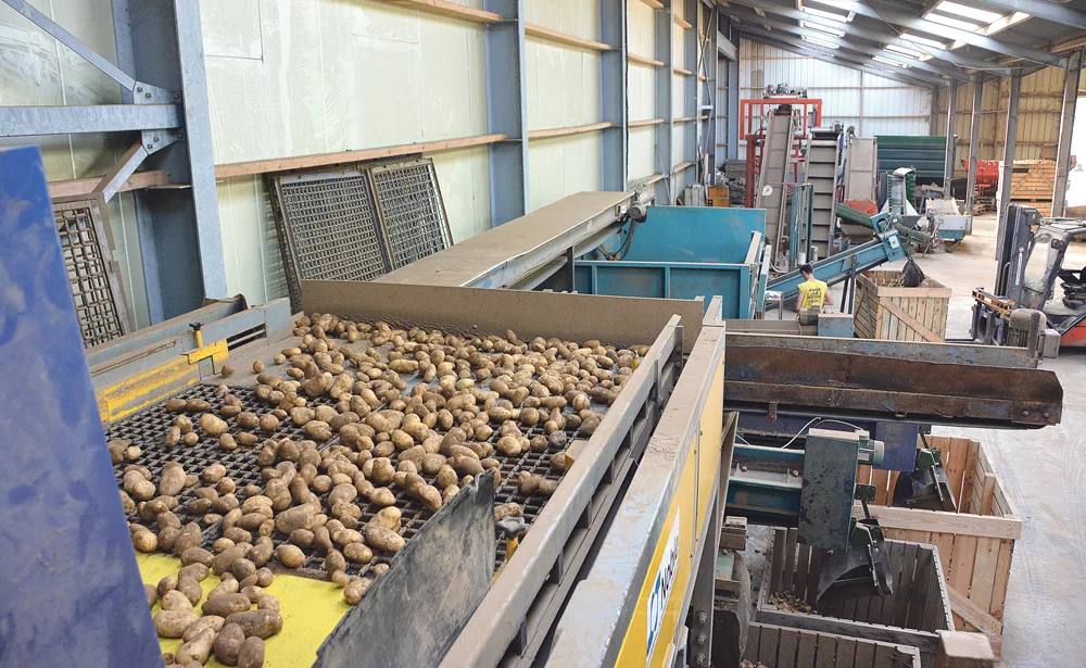 calibrage-pommes-de-terre-legume - Illustration Pommes de terre : calibrer à la récolte pour gagner en qualité