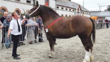 cavales-d-automne-haras-nationnal-lamballe