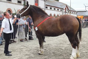 cavales-d-automne-haras-nationnal-lamballe