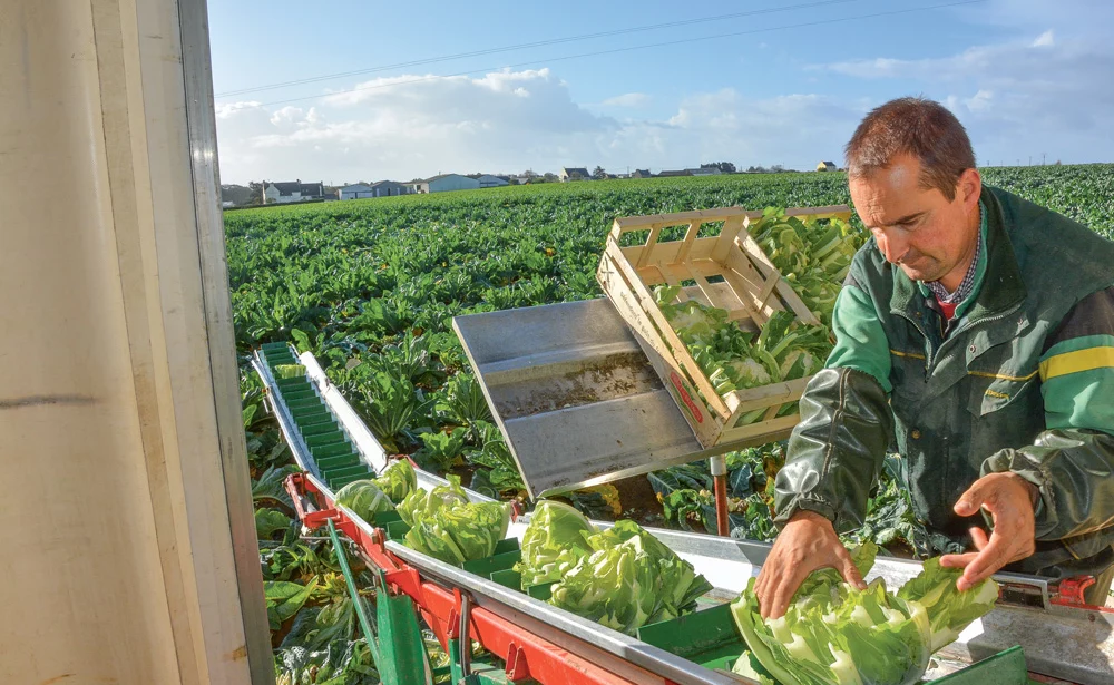 chou-fleur-production-legume - Illustration Chou-fleur : les producteurs espèrent une bonne année