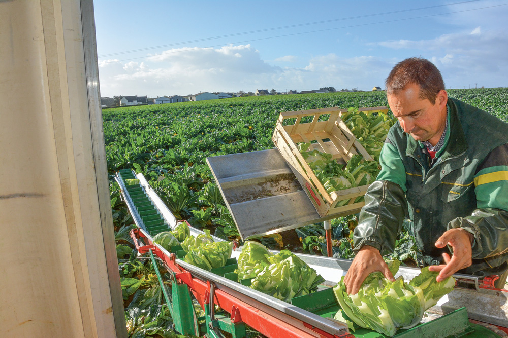 chou-fleur-production-legume - Illustration Chou-fleur : les producteurs espèrent une bonne année