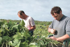 coco-de-paimpol-qualite-saison-recolte-2014