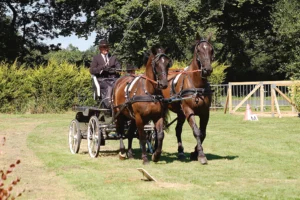 concours-attelage-saint-brieuc-yffiniac