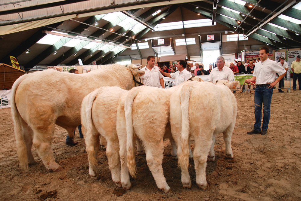 concours-charolais-pontivy - Illustration Concours : Gipsy, king de l’interrégional