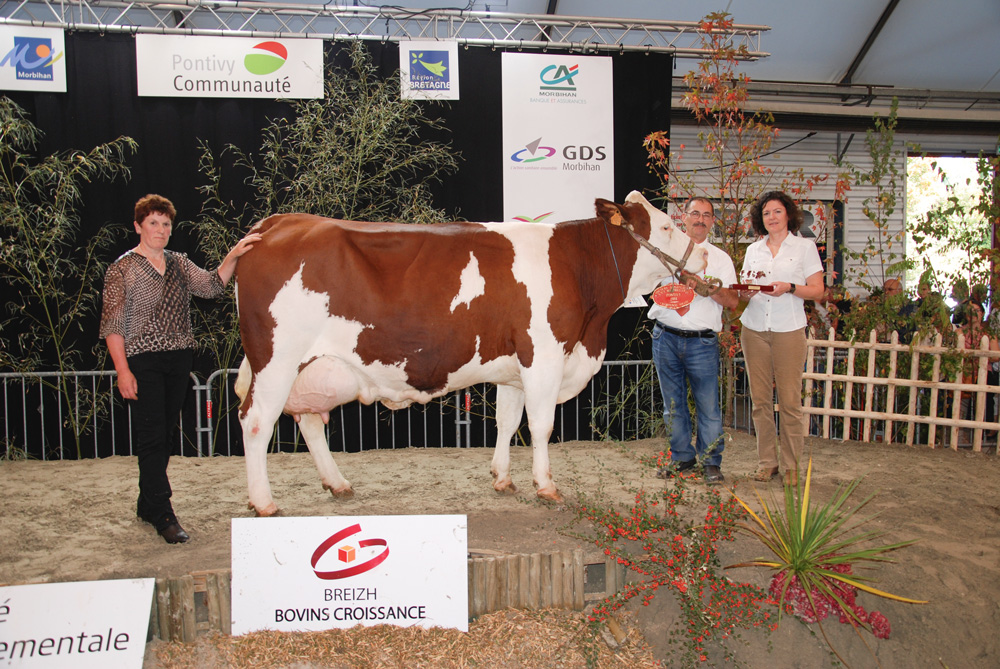 concours-montbeliarde-pontivy - Illustration Concours : Goélette prend le large à Pontivy