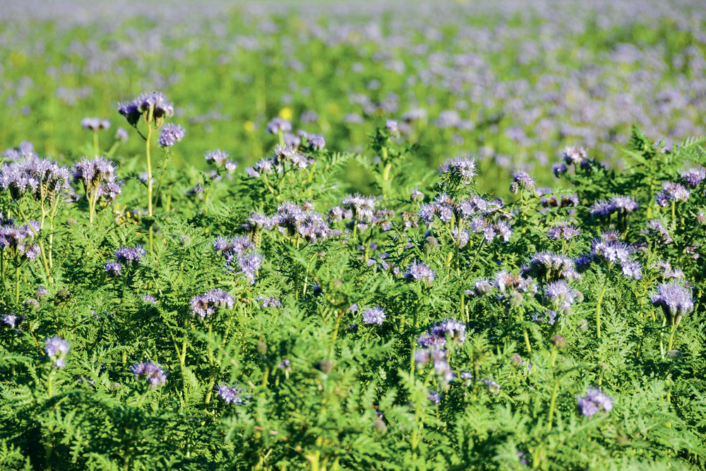 couverts-vegetaux-energie-sol-agronomie - Illustration Agronomie : gérer l’énergie de son sol