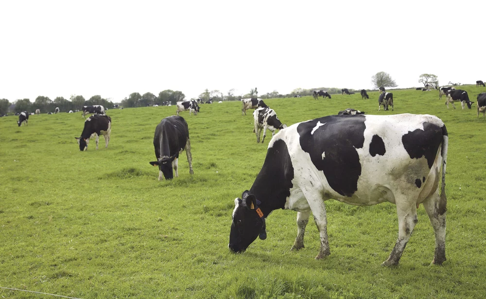 ebe-excedent-brut-exploitation-lait - Illustration Les pistes d’amélioration de l’EBE laitier