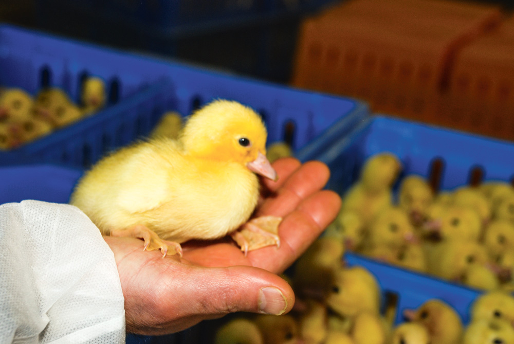 Photo of Le bien-être animal pour un «être sensible»