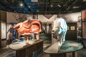 exposition-cochon-histoire-bretonne-ecomusee-pays-rennes