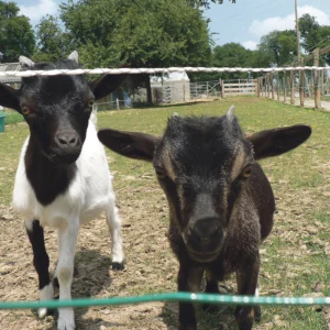 Chèvres de la Ferme de Kemo