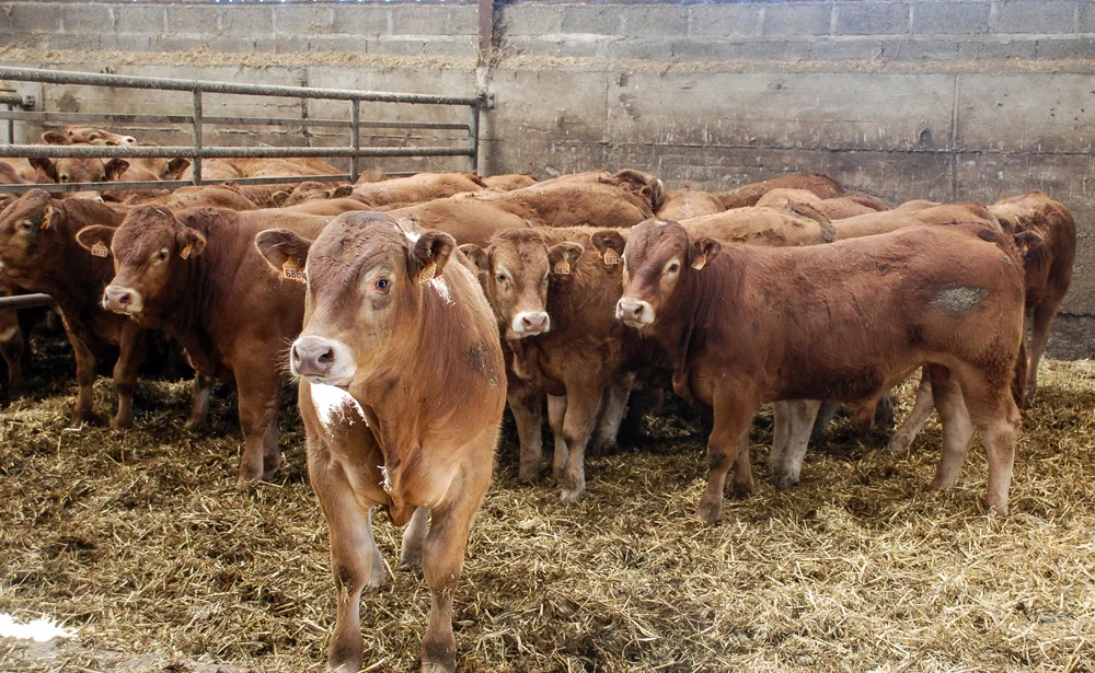 fnb-exportation-viande-bovine - Illustration Accord UE-Mexique : Interbev dénonce une “nouvelle concession” de l’UE