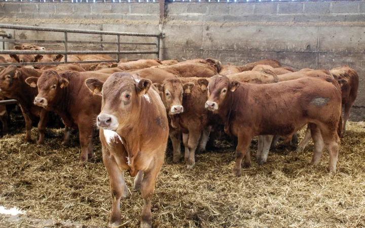 fnb-exportation-viande-bovine