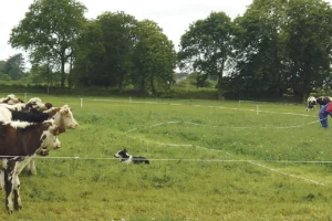 formation-dressage-chien-troupeau