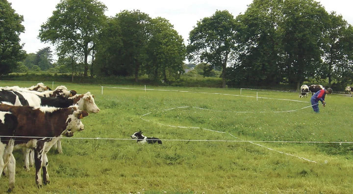 formation-dressage-chien-troupeau
