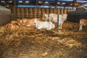Les aires de couchage en pente, utilisées pour les vaches, génèrent gain de paille et propreté des animaux