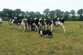 herbe-seche-chien-troupeau