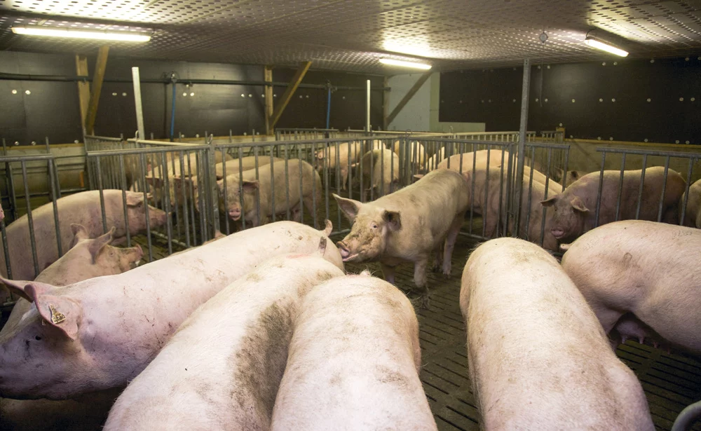 investissement-cout-production-batiment-porc - Illustration Investir pour progresser en porc