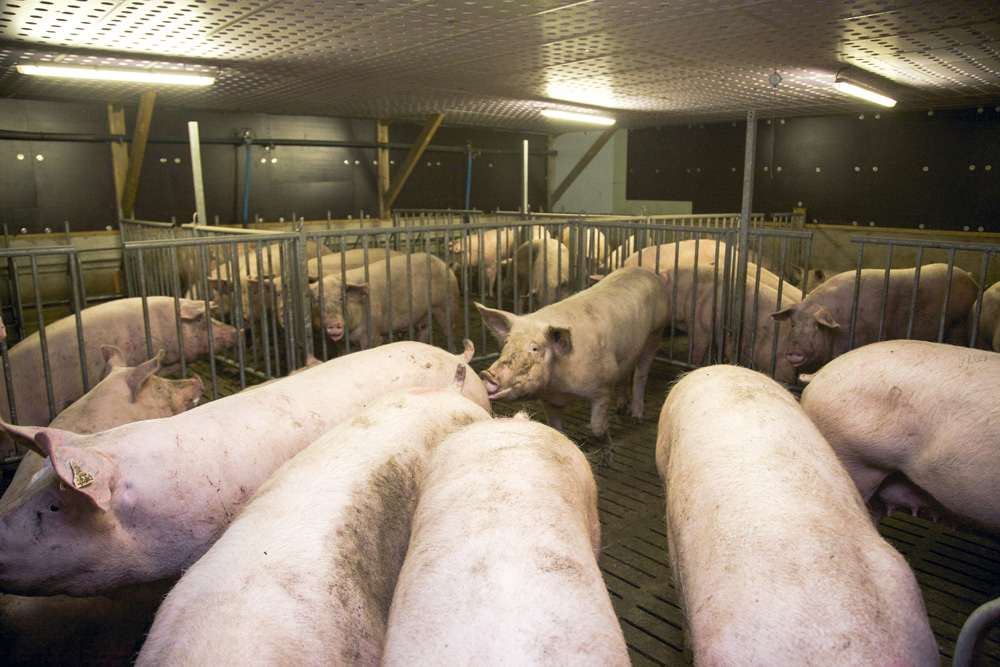 investissement-cout-production-batiment-porc - Illustration Investir pour progresser en porc