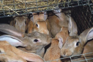 lapin-elevage-cunicole-vallee-du-scorff-morbihan