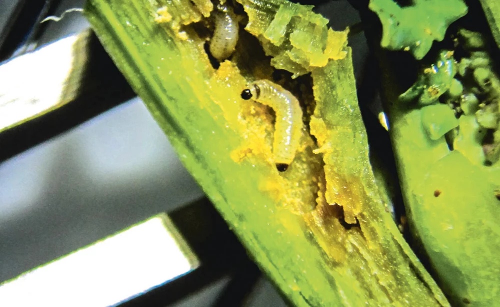 larves-altise-colza - Illustration Observer les larves de ravageurs