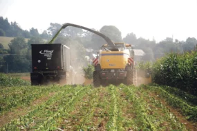 mais-ensilage-fourrage-herbe