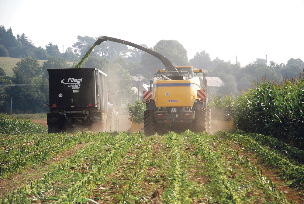 mais-ensilage-fourrage-herbe - Illustration Un fourrage immature pour faire la soudure