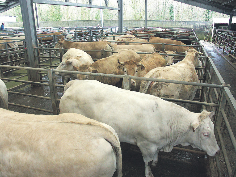 marche-au-cadran-prix-bovin - Illustration Le Mol subit la tendance de fond