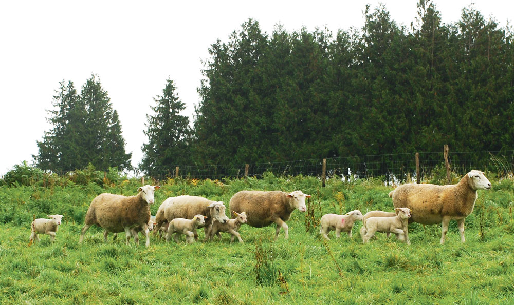 marche-ovins-prix - Illustration La Fédération nationale de défense du pastoralisme bientôt lancée