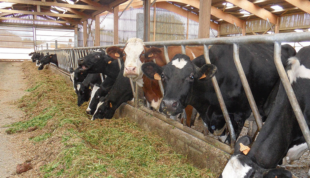 mineral-vaches-laitieres - Illustration Le minéral, un précieux allié pour vos vaches