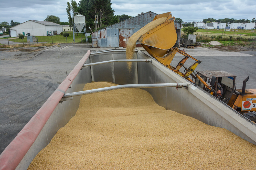moisson-cereale-2015 - Illustration Mauvaise récolte : « la solution passe par les semences de ferme »
