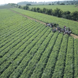 Le drone survole rapidement cette parcelle de carottes pourpres