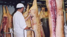 porc-abattoir-crp-embargo-russe