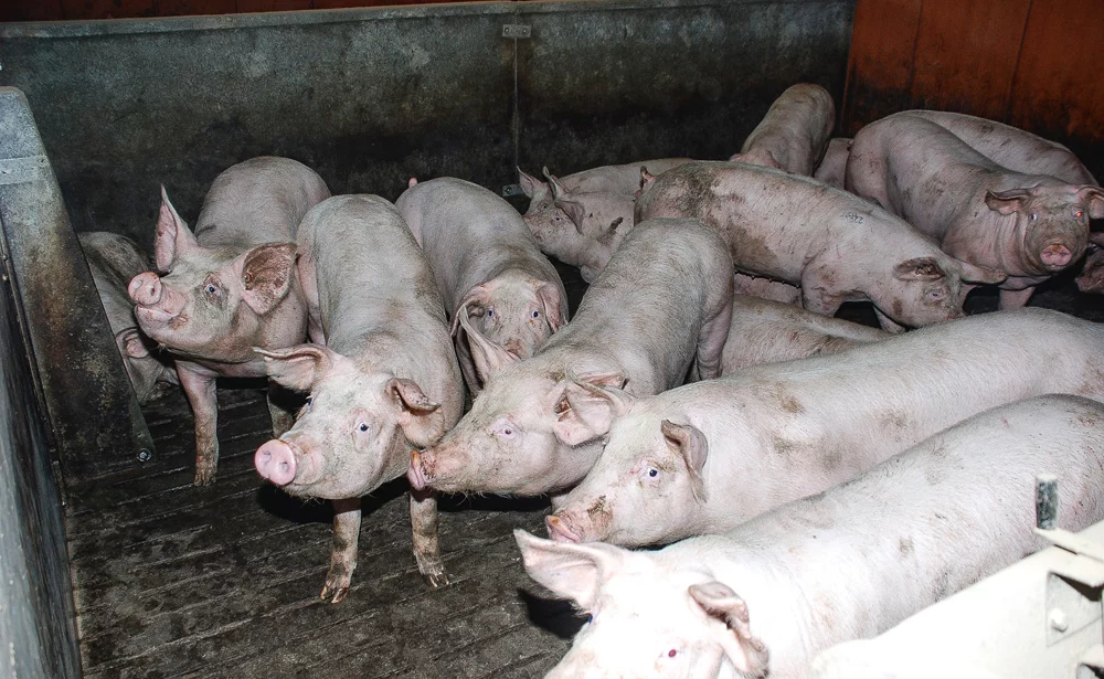 porc-canada-production - Illustration « L’année du siècle » pour les producteurs de porcs canadiens