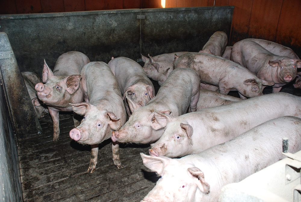 Photo of « L’année du siècle » pour les producteurs de porcs canadiens