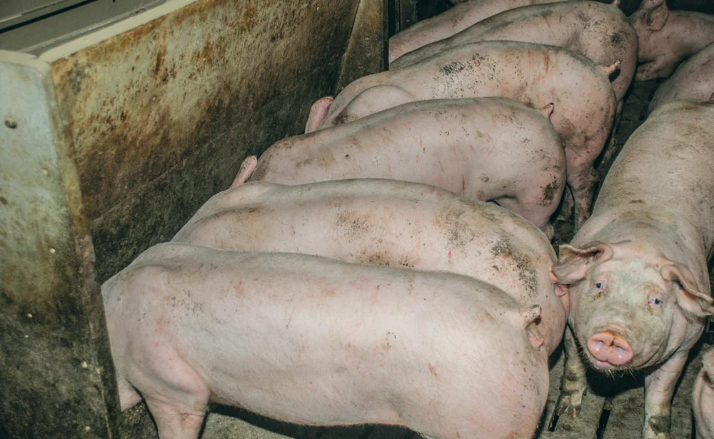 porc-marche-asie-russe - Illustration Les holdings Russes dans le secteur du porc voient leurs marges diminuer