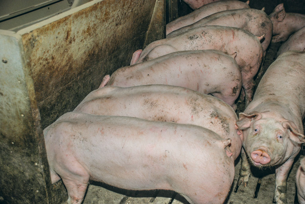 Photo of Les holdings Russes dans le secteur du porc voient leurs marges diminuer