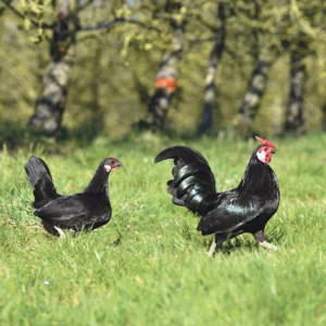 Les poules Java réduisent la population d’anthonomes