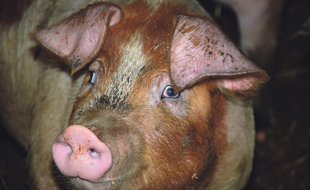 prix-porc-filiere-pocine-embargo-russe - Illustration Russie : Augmentation de la production de porcs en 2016