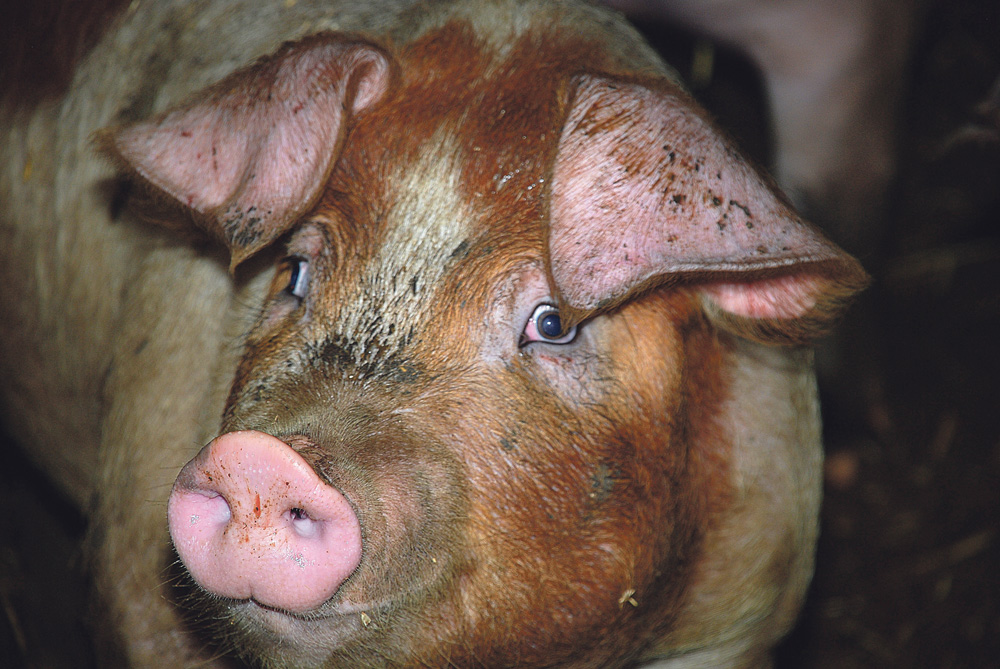 prix-porc-filiere-pocine-embargo-russe - Illustration Russie : Augmentation de la production de porcs en 2016