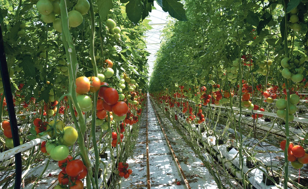 production-2014-tomate-maraichage - Illustration Légumes de France dénonce des marges “inacceptables” en tomate et en melon