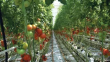 production-2014-tomate-maraichage