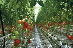 production-2014-tomate-maraichage