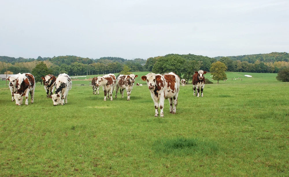 production-boeuf-importation-vache-laitiere - Illustration Le bœuf a toujours sa place
