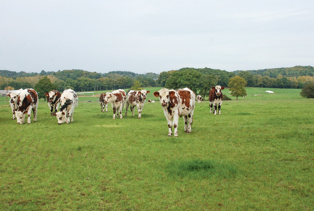 production-boeuf-importation-vache-laitiere