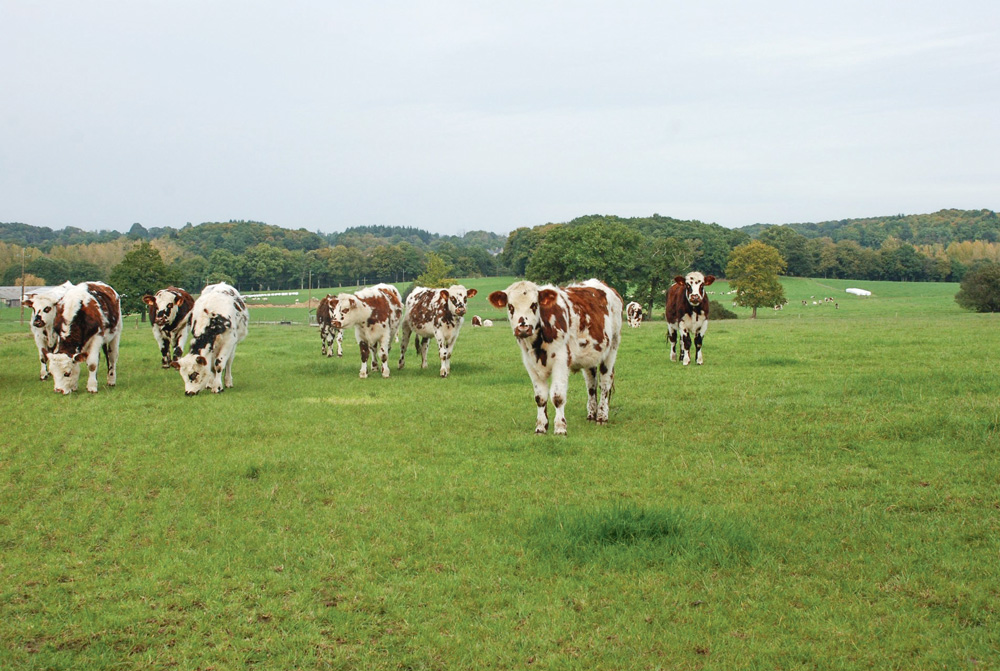 production-boeuf-importation-vache-laitiere - Illustration Le bœuf a toujours sa place