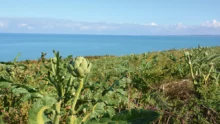 production-mauvaise-legume-chou-fleur-artichaut